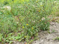 Pulicaria vulgaris 31, Klein vlooienkruid, Saxifraga-Hans Grotenhuis