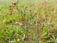 Pulicaria vulgaris 4, Klein vlooienkruid, Saxifraga-Rutger Barendse