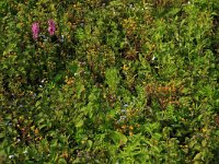 Pulicaria vulgaris 9 Klein vlooienkruid, Saxifraga-Hans Boll