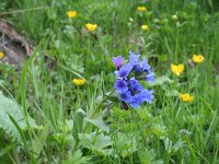 Pulmonaria australis 2, Saxifraga-Jeroen Willemsen