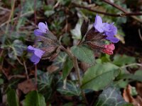 Pulmonaria obscura 10, Ongevlekt longkruid, Saxifraga-Ed Stikvoort : Müllerthal - Beaufort - Larochelle