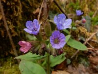 Pulmonaria obscura 11, Ongevlekt longkruid, Saxifraga-Ed Stikvoort : Müllerthal - Beaufort - Larochelle s9900
