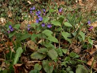 Pulmonaria obscura 12, Ongevlekt longkruid, Saxifraga-Ed Stikvoort : Müllerthal - Beaufort - Larochelle