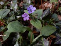Pulmonaria obscura 13, Ongevlekt longkruid, Saxifraga-Ed Stikvoort : Müllerthal - Beaufort - Larochelle