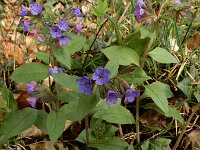 Pulmonaria obscura 14, Ongevlekt longkruid, Saxifraga-Ed Stikvoort : Müllerthal - Beaufort - Larochelle