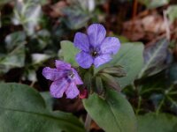 Pulmonaria obscura 8, Ongevlekt longkruid, Saxifraga-Ed Stikvoort : Müllerthal - Beaufort - Larochelle