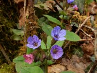 Pulmonaria obscura 9, Ongevlekt longkruid, Saxifraga-Ed Stikvoort : Müllerthal - Beaufort - Larochelle s9900
