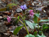 Pulmonaria officinalis 14, Gevlekt longkruid, Saxifraga-Ed Stikvoort
