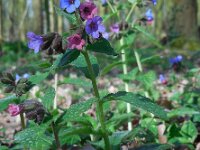 Pulmonaria officinalis 17, Gevlekt longkruid, Saxifraga-Ed Stikvoort