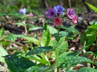 Pulmonaria officinalis 19, Gevlekt longkruid, Saxifraga-Ed Stikvoort