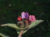 Pulmonaria officinalis 2, Gevlekt longkruid, Saxifraga-Jan van der Straaten
