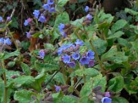 Pulmonaria officinalis 20, Gevlekt longkruid, Saxifraga-Ed Stikvoort