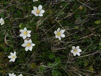 Pulsatilla alba 2, Saxifraga-Rutger Barendse