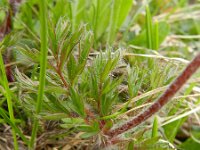 Pulsatilla alba 4, Saxifraga-Rutger Barendse