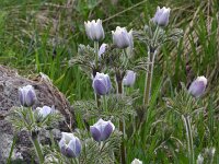 Pulsatilla alpina 113, Saxifraga-Harry Jans