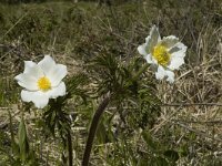 Pulsatilla alpina ssp alpina 12, Saxifraga-Jan van der Straaten