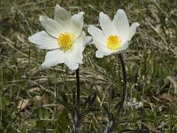 Pulsatilla alpina ssp alpina 17, Saxifraga-Jan van der Straaten