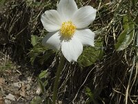 Pulsatilla alpina ssp alpina 18, Saxifraga-Jan van der Straaten