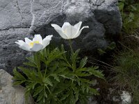 Pulsatilla alpina ssp alpina 2, Saxifraga-Willem van Kruijsbergen