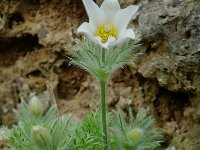 Pulsatilla alpina ssp alpina 22, Saxifraga-Willem van Kruijsbergen