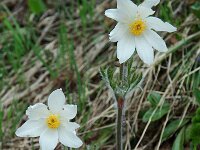 Pulsatilla alpina ssp alpina 26, Saxifraga-Willem van Kruijsbergen