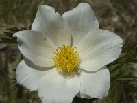 Pulsatilla alpina ssp alpina 27, Saxifraga-Jan van der Straaten