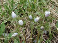 Pulsatilla alpina ssp alpina 28, Saxifraga-Willem van Kruijsbergen