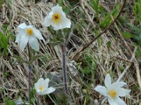 Pulsatilla alpina ssp alpina 29, Saxifraga-Willem van Kruijsbergen