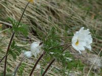 Pulsatilla alpina ssp alpina 31, Saxifraga-Willem van Kruijsbergen