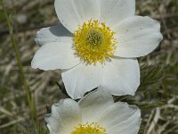 Pulsatilla alpina ssp alpina 32, Saxifraga-Jan van der Straaten