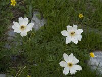 Pulsatilla alpina ssp alpina 5, Saxifraga-Willem van Kruijsbergen