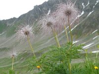 Pulsatilla alpina ssp alpina 52, Saxifraga-Ed Stikvoort
