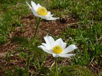 Pulsatilla alpina ssp alpina 63, Saxifraga-Ed Stikvoort