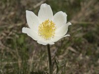 Pulsatilla alpina ssp alpina 73, Saxifraga-Willem van Kruijsbergen