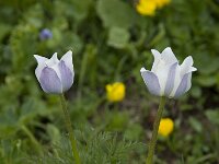 Pulsatilla alpina ssp alpina 8, Saxifraga-Willem van Kruijsbergen