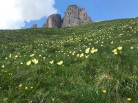 Pulsatilla alpina ssp apiifolia 111, habitat, Saxifraga-Harry Jans