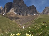 Pulsatilla alpina ssp apiifolia 124 Saxifraga-Harry Jans