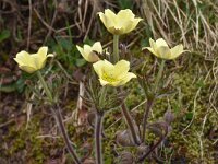Pulsatilla alpina ssp apiifolia 126, Saxifraga-Harry Jans