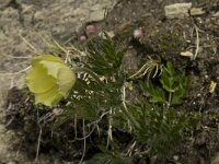 Pulsatilla alpina ssp apiifolia 42, Saxifraga-Willem van Kruijsbergen