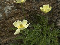 Pulsatilla alpina ssp apiifolia 45, Saxifraga-Willem van Kruijsbergen