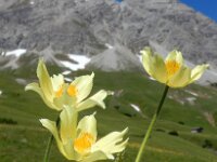 Pulsatilla alpina ssp apiifolia 67, Saxifraga-Ed Stikvoort