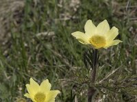 Pulsatilla alpina ssp apiifolia 72, Saxifraga-Willem van Kruijsbergen