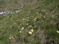 Pulsatilla alpina ssp apiifolia 77, Saxifraga-Willem van Kruijsbergen