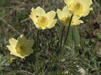 Pulsatilla alpina ssp apiifolia 78, Saxifraga-Willem van Kruijsbergen