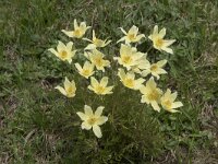 Pulsatilla alpina ssp apiifolia 84, Saxifraga-Willem van Kruijsbergen