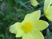 Pulsatilla alpina ssp apiifolia 93, Saxifraga-Rutger Barendse