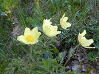 Pulsatilla alpina ssp apiifolia 94, Saxifraga-Rutger Barendse