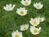Pulsatilla alpina ssp cottianaea 103, Saxifraga-Harry Jans