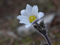 Pulsatilla alpina ssp millefoliata 100, Saxifraga-Luuk Vermeer