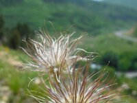 Pulsatilla armena 2, Saxifraga-Ed Stikvoort